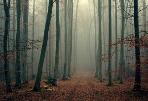 Ужасы уфимского леса